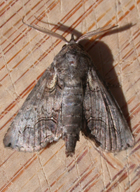Large Paectes